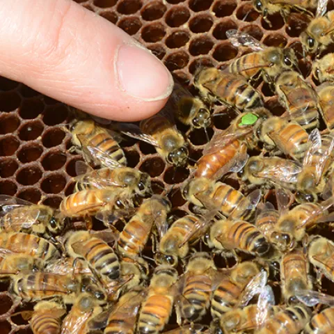 Finger points to queen bee. (Photo by Kathy Keatley Garvey)