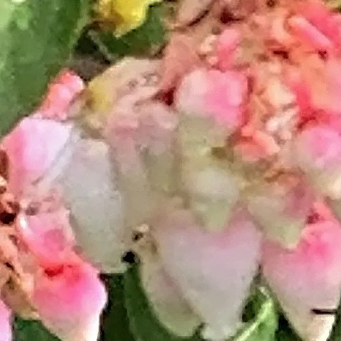 UC Davis Distinguished Emeritus Professor Robbin Thorp with his image of Franklin's bumble bee on his computer screen. (Photo by Kathy Kealtey Garvey)