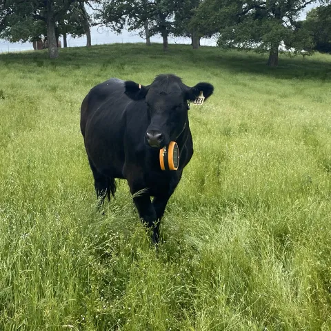 cow with virtual fencing collar stands in field