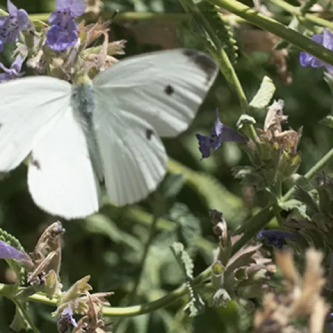 Cabbage white butterfly, Pieris rapae. (Photo by Kathy Keatley Garvey)