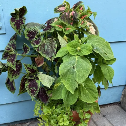 coleus, container gardening; Laura Westley