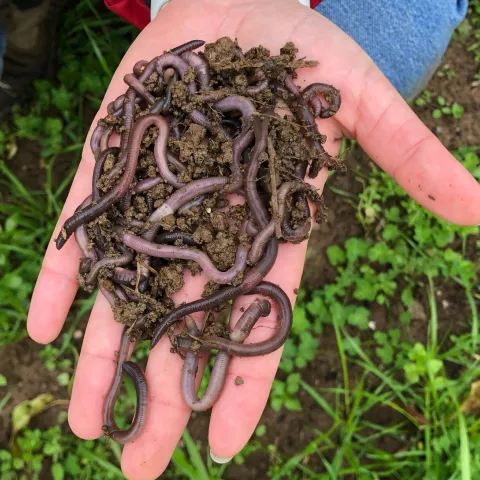 Earthworms from a Amanda Hodson lab field study. (Photo courtesy of Hodson lab)