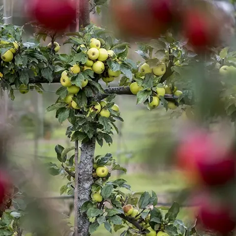 espalier apple tree