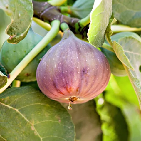figs on trees