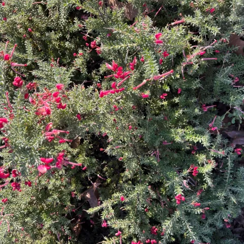 Drought Tolerant Grevillea by MG Martha Carpenter