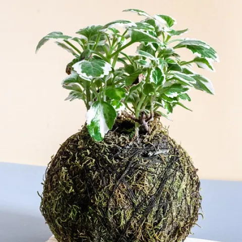 Kokedama pixabay