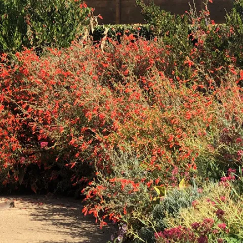 An urban landscape that attracts pollinators. (Photo by Kathy Keatley Garvey)