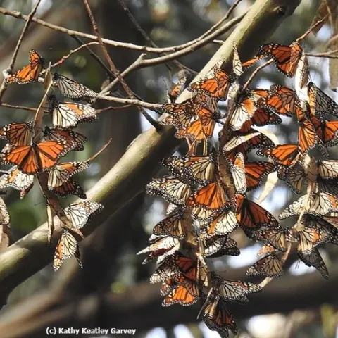Migratory monarchs overwintering in Santa Cruz. (Photo by Kathy Keatley Garvey)