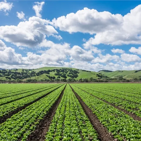 lettuce fields photo
