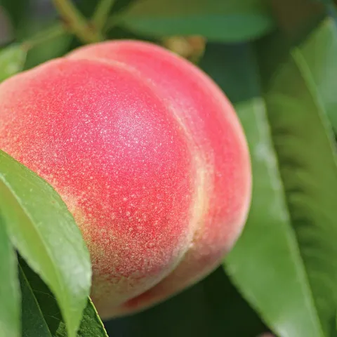 Photo of a ripe peach growing on a tree.