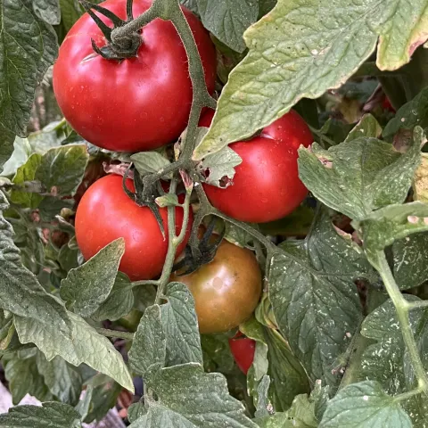 plum regal tomato, j cloutier
