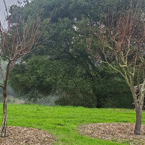Two plum trees in winter