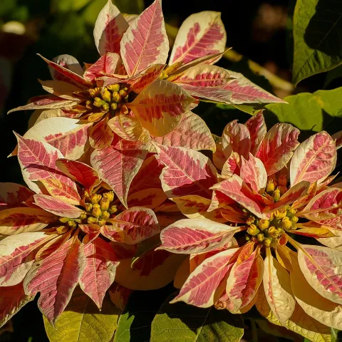 pink and yellow variegated poinsettia plant