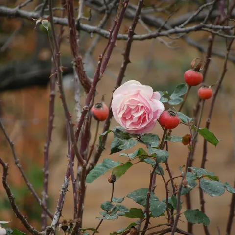 Photo by Pret Basu on Unsplash