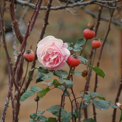 rose in winter