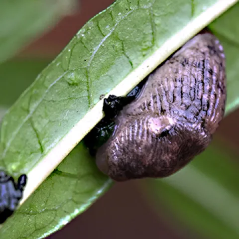 Slug on milkweed. (Photo by Kathy Keatley Garvey)