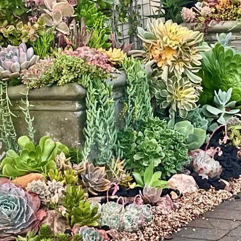 succulent garden