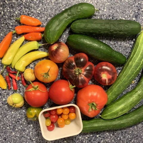 summer vegetables from seed, Laura W