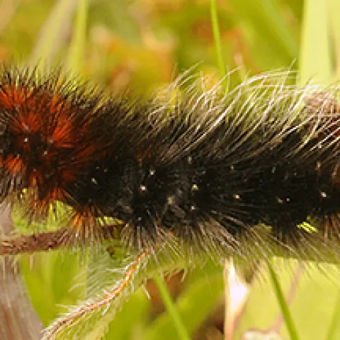 A wooly bear caterpillar at Bodega Bay. (Photo by Kathy Keatley Garvey)