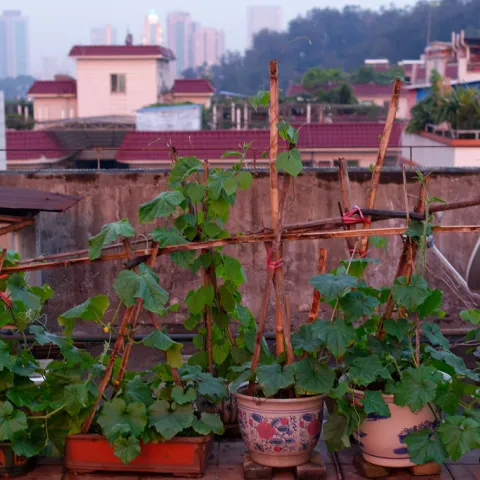 rooftop garden with plants in pots being trellised up