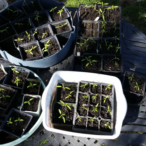 seedlings just starting to come up in a variety of small pots