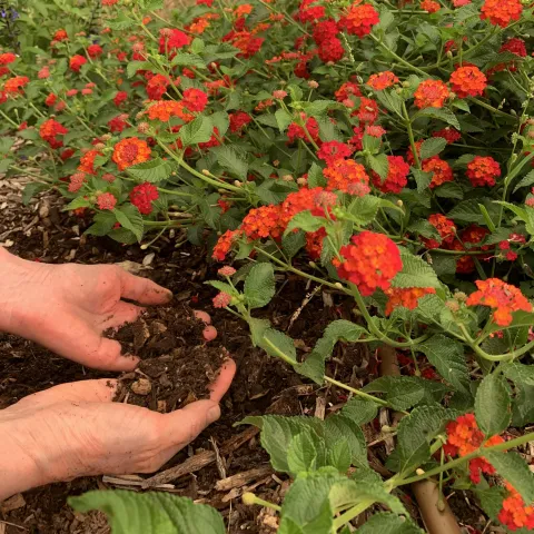 A happy gardener's hands in the soil. John Ober