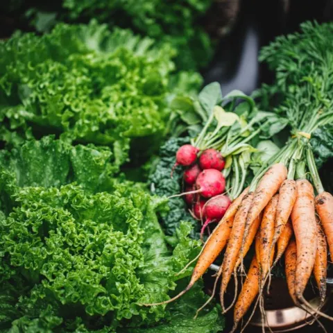 freshly harvested winter greens and root vegetables