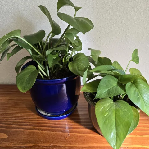 Pothos may be toxic to kids, cats and dogs