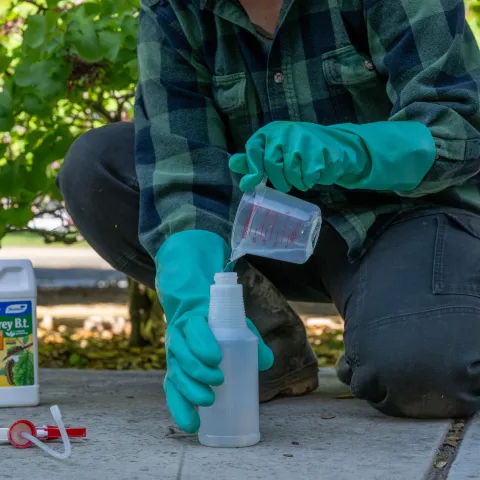 Person wearing gloves pouring liquid from a measuring cup into a spray bottle on cement.