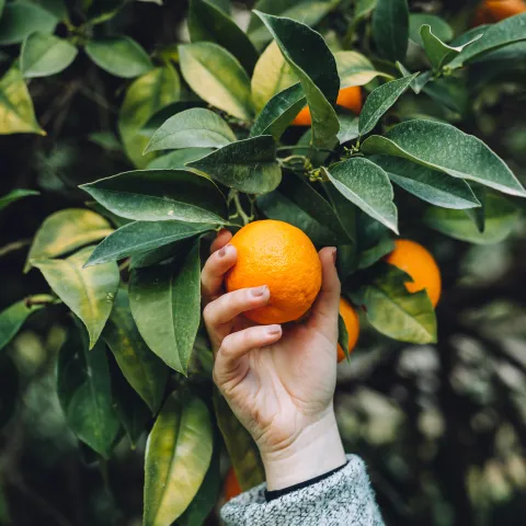 Hand holding an orange