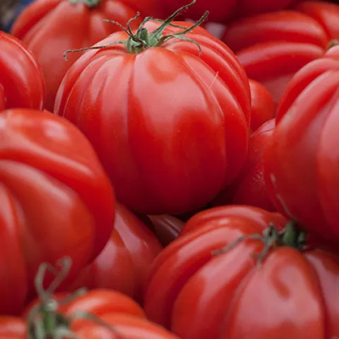 Beefsteak Tomato Banner 2026