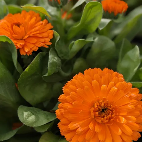 Orange Calendula flower with leaves behind