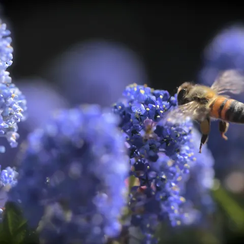 California native plants and native bees 