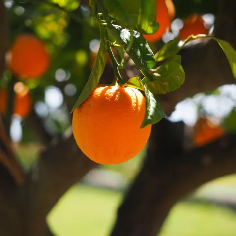 Citrus Tree with Fruit