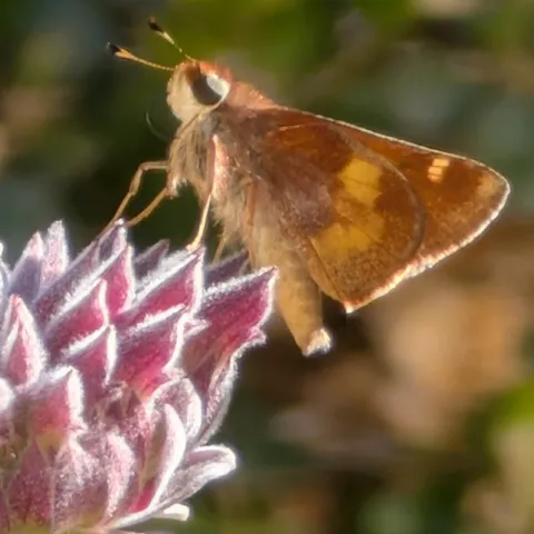 Contact information for the Sonoma County Master Gardener Program