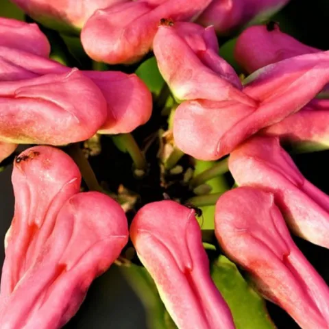 red flowers that look like bird heads 