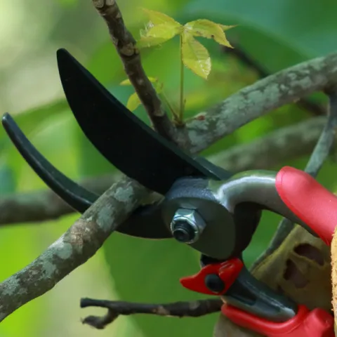gloved hand using red pruning shears to cut a twig on a tree