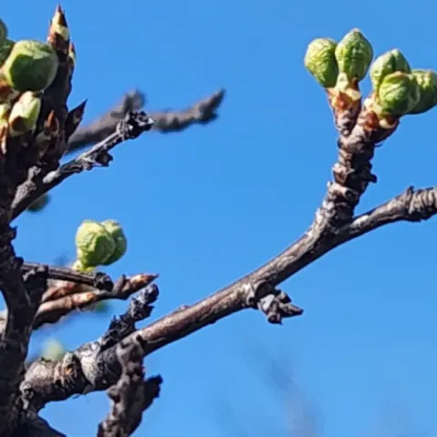 twigs where the leaves are just starting to break dormancy
