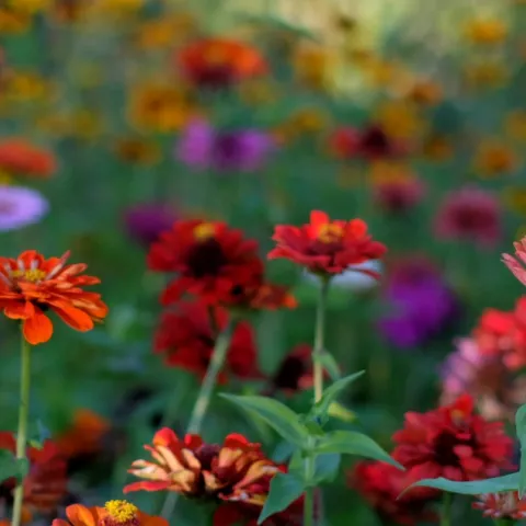 red, purple, and other vividly colored zinnia flowers