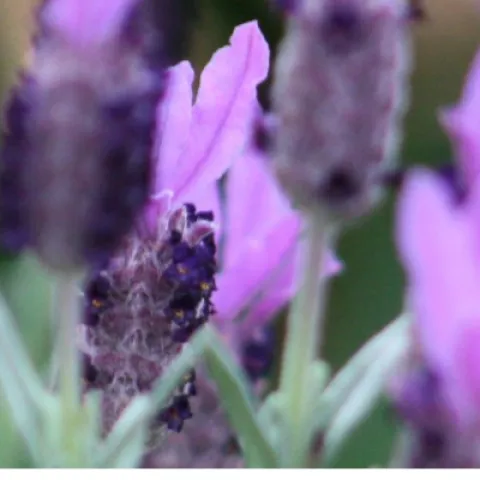 purple Spanish lavender flowers