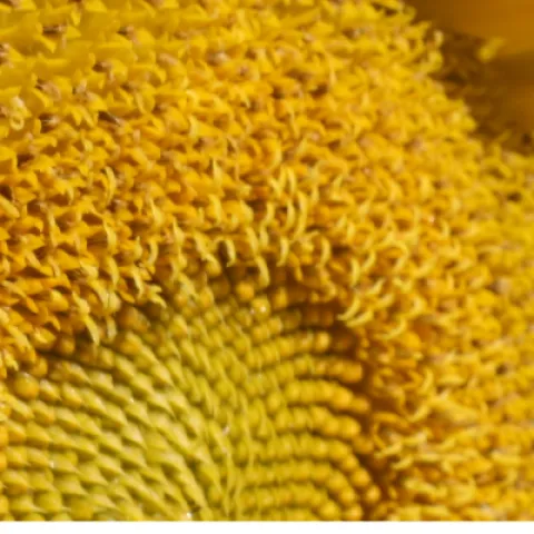 yellow sunflower closeup picture