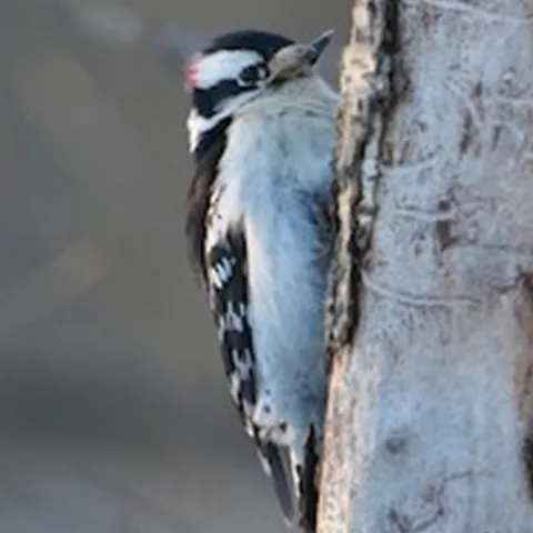 Downey Woodpecker