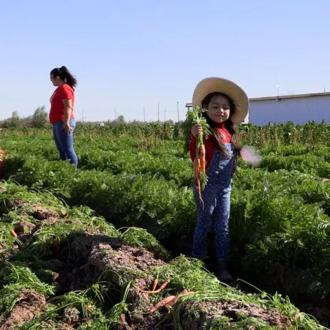 Niños y una mujer recogiendo zanahorias en un campo durante FarmSmart evento