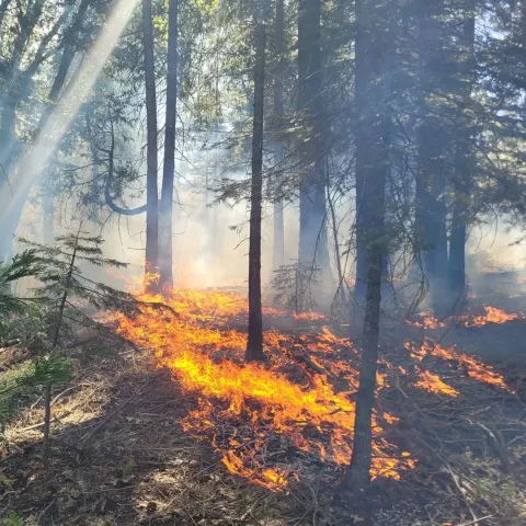 Prescribed fire burns through a previously burned forest.