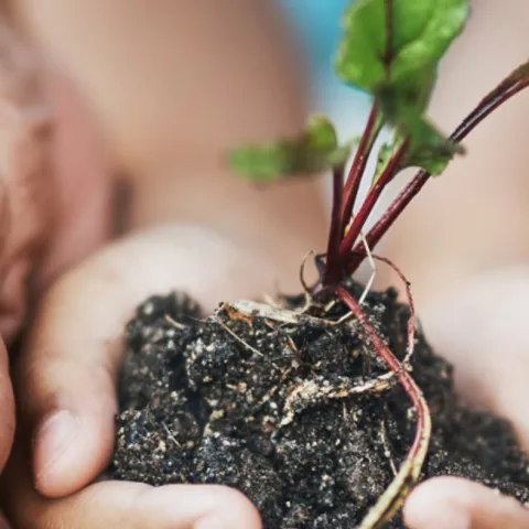 Gardening into the future 