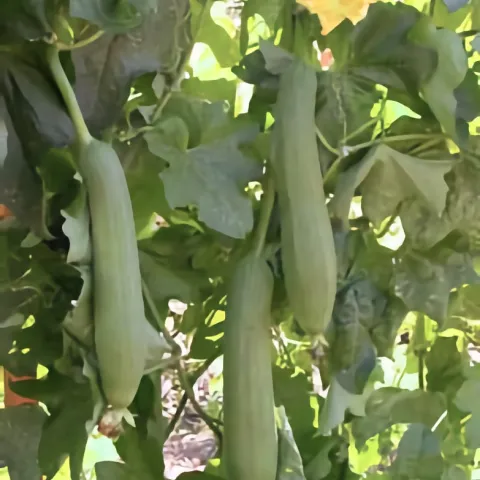 Smooth luffa fruit hanging on vines
