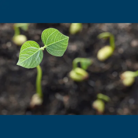 seedling emerging from dark soil