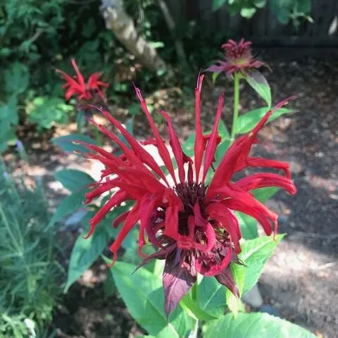 Monarda Flower