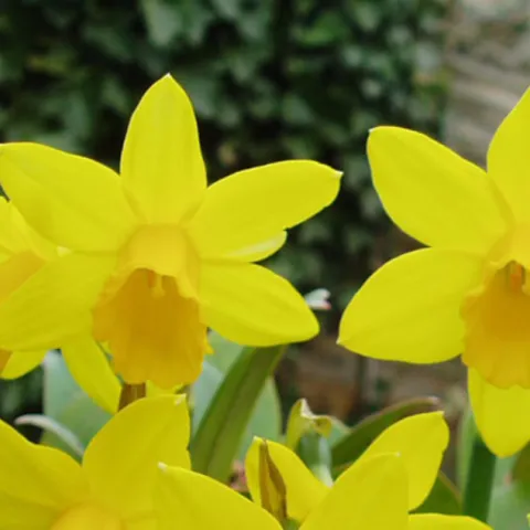 Bright yellow daffodils