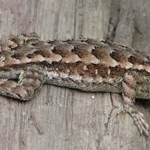 Western fence lizard
